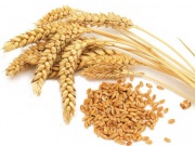 Wheat 4th grade