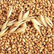 Food barley