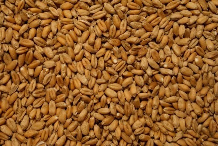Продовольственная пшеница, 5-й класс