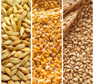 Зерновые продукты на глобальном рынке: экспорт в Иран и Ирак