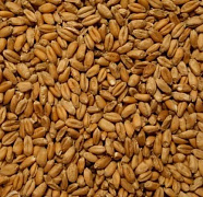 Продовольственная пшеница, 5-й класс