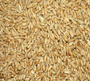 Продовольственная пшеница, 4-й класс